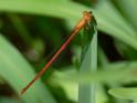 Anisagrion allopterum (Middle American Pearlwing) male-4.jpg